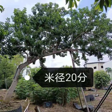 斜飘朴树