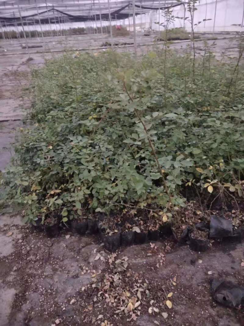 批发月季杯苗月月红苗蔷薇苗2公分季小苗月季4公分