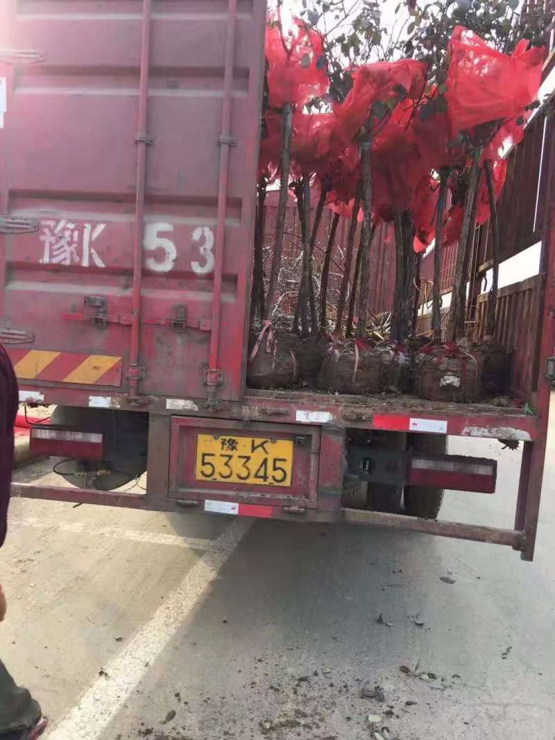 批发月季杯苗月月红苗蔷薇苗2公分季小苗月季4公分