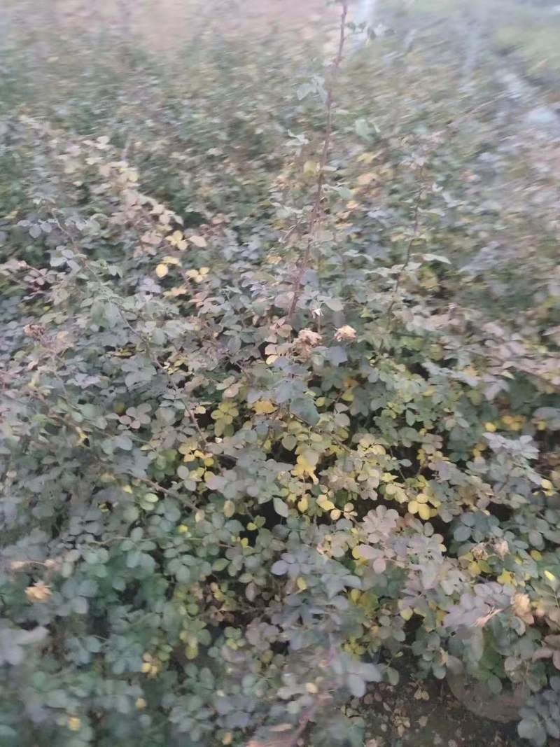 批发月季杯苗月月红苗蔷薇苗2公分季小苗月季4公分
