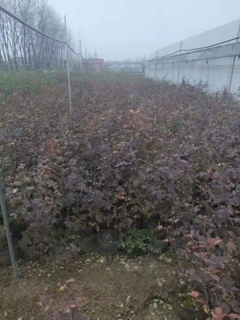 批发月季杯苗月月红苗蔷薇苗2公分季小苗月季4公分