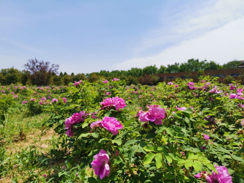 玫瑰花茶，玫瑰花冠茶食用重瓣红玫瑰茶叶散装2022年新茶