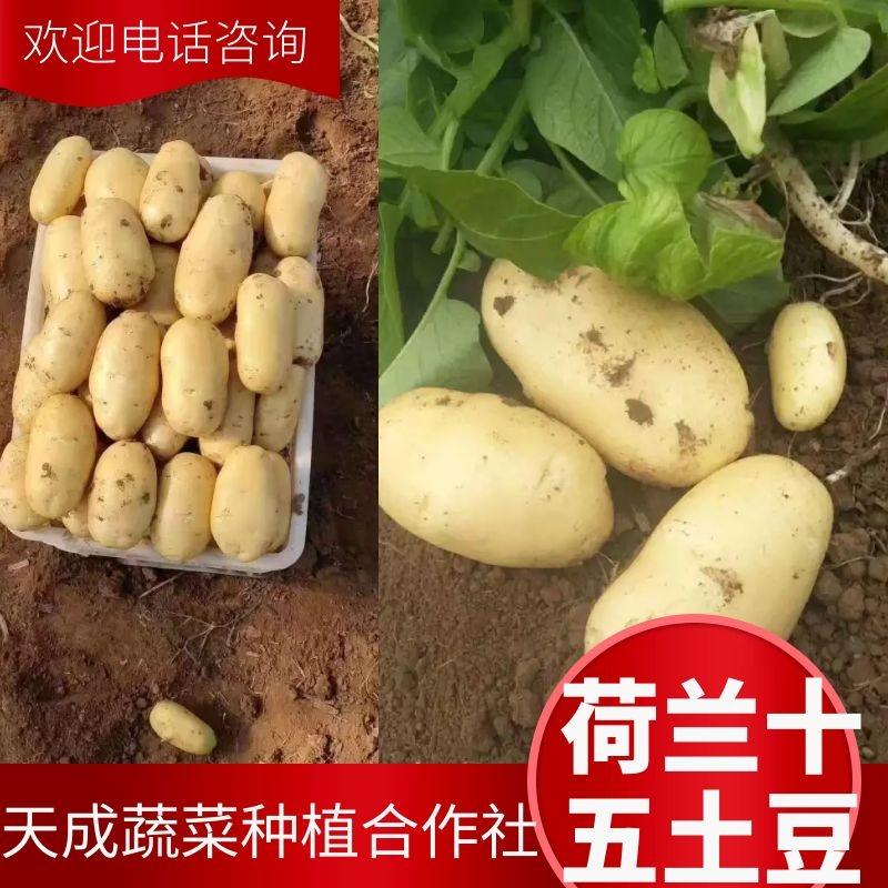 山东土豆精品黄皮v7沃土，希土豆大量上市黄皮黄肉商超品质