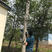 3米长汽油锯高枝油锯果树修剪机树枝修剪机高枝锯伐木锯