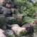【规格齐全】造景石、木化石、文化石、鹅卵石、河卵石