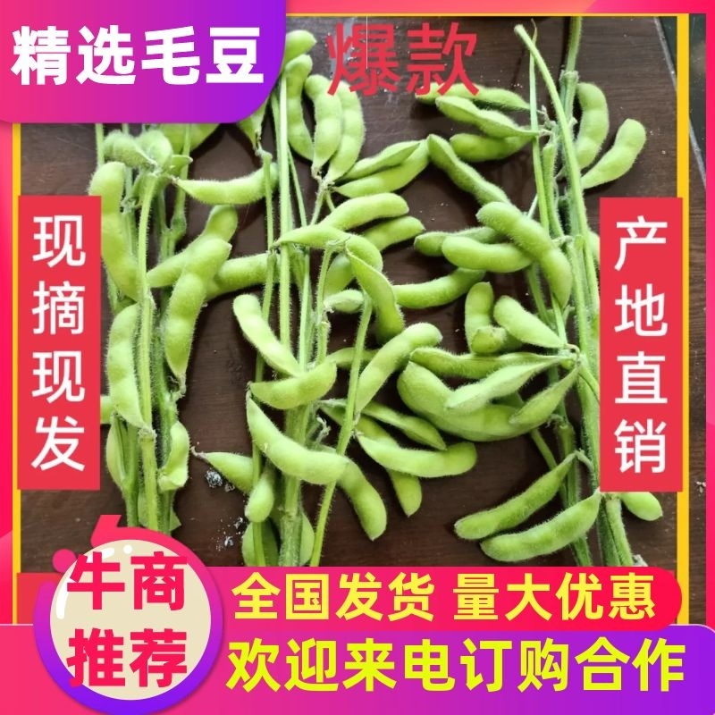 四川彭州精品毛豆大量上市了：自有一条清洗生产线，冻库！