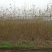 白杨小苗大叶杨5公分毛白杨15公分小叶杨25公分