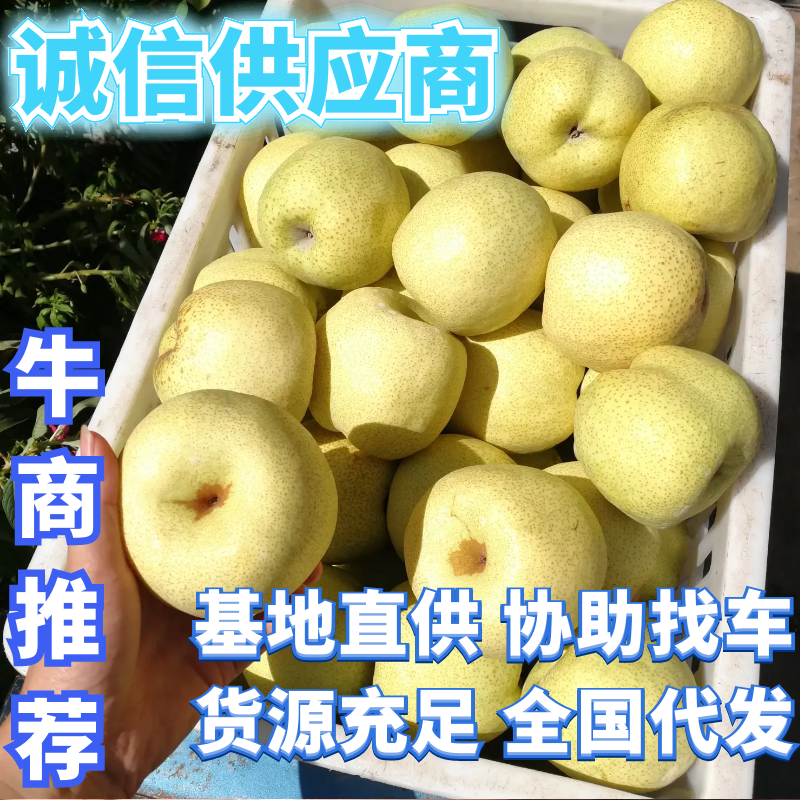 砀山梨🍐砀山酥梨光果老树沙土地口感果形颜色更好