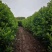 珊瑚树1米法国冬青价格法国冬青2公分基地1米5法国冬青多