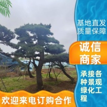 景观松基地，大型古松，大规格松树，正在销售中