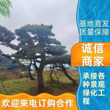 景观松基地，大型古松，大规格松树，正在销售中