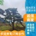 景观松基地，大型古松，大规格松树，正在销售中