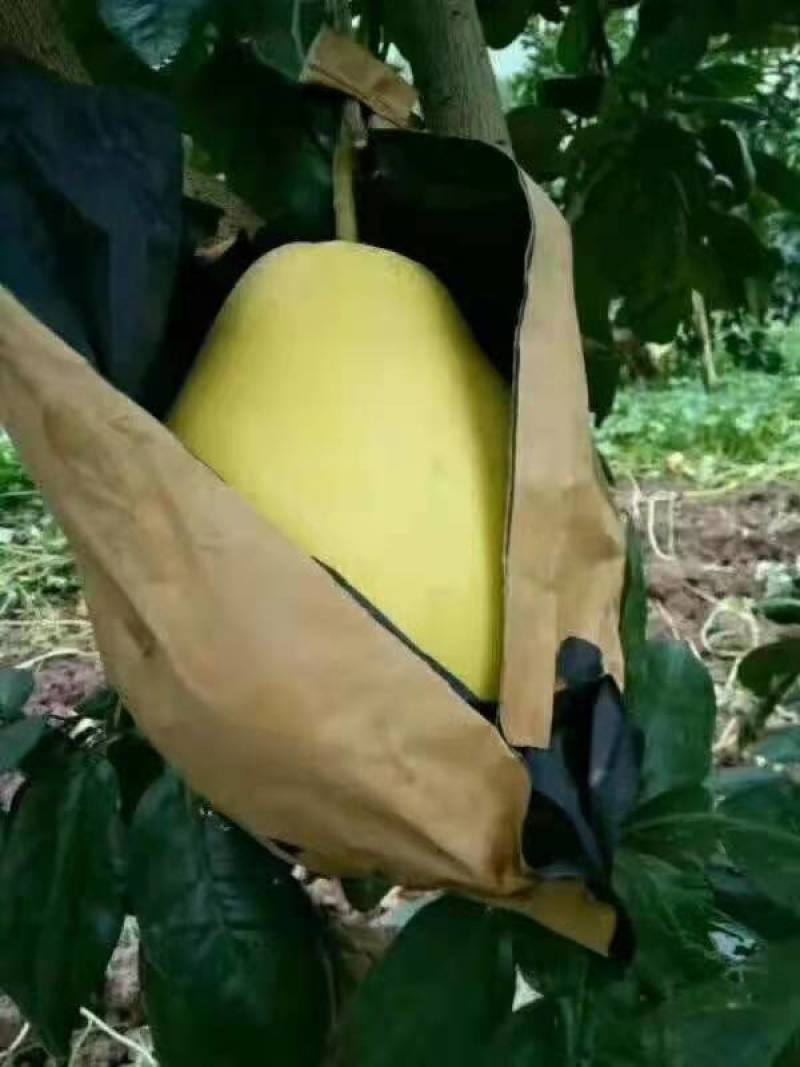 湖北柚子红柚白柚产区货源一手货果园直采可视频看货