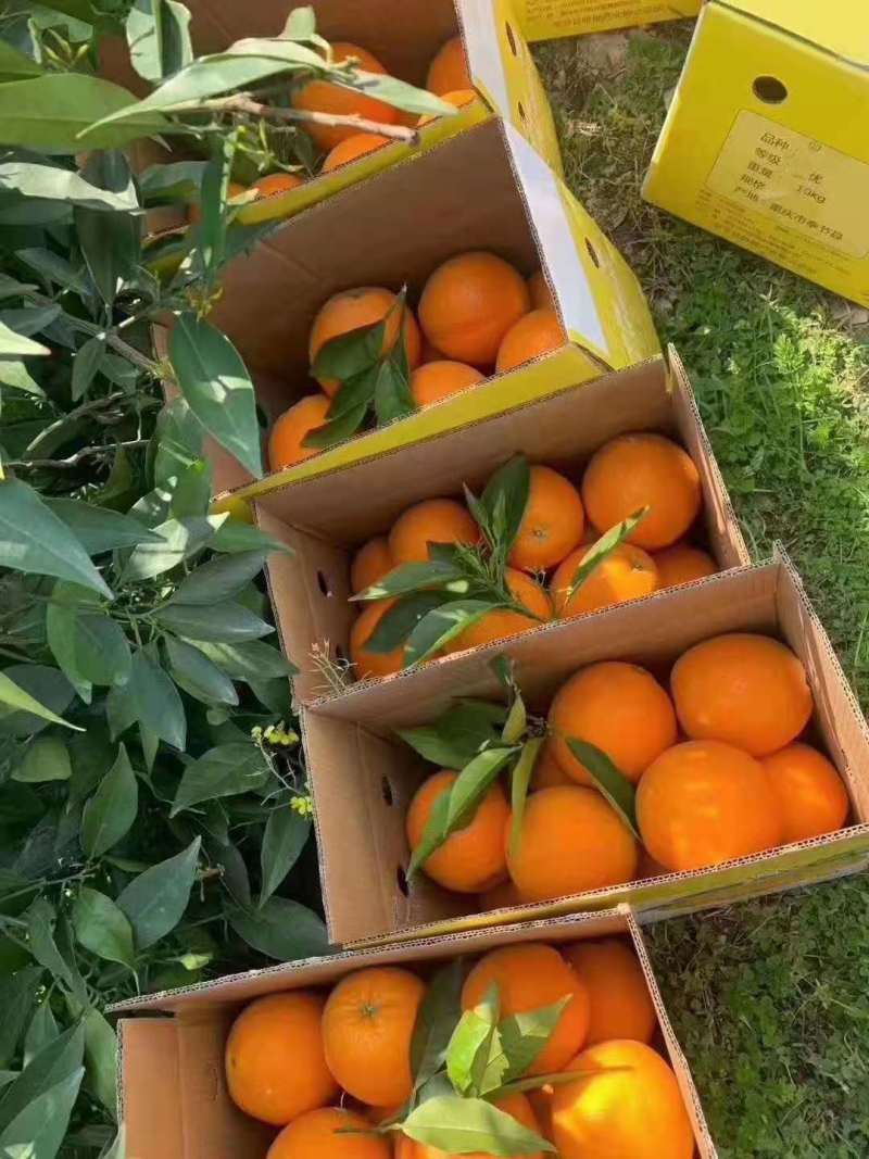 【纽荷尔脐橙】湖北宜昌基地批发现摘现卖大量供应欢迎咨询