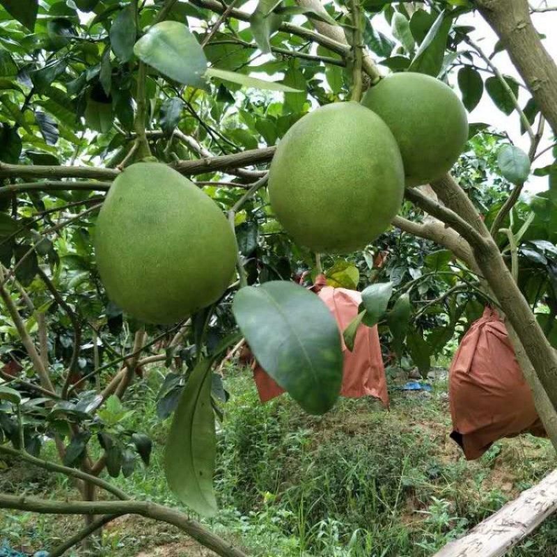 泰国青柚苗越南翡翠青柚苗原装正版母本嫁接柚子苗