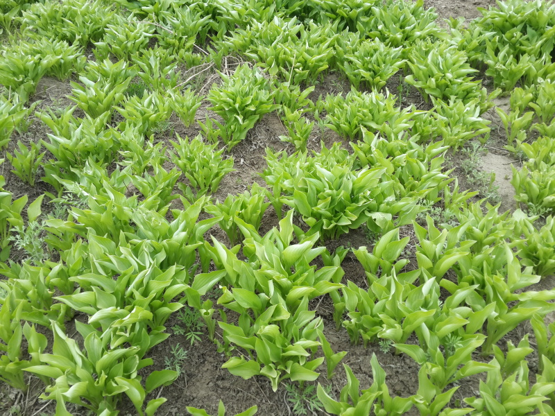 紫花玉簪容器杯苗金边银边玉簪开原玉簪小苗