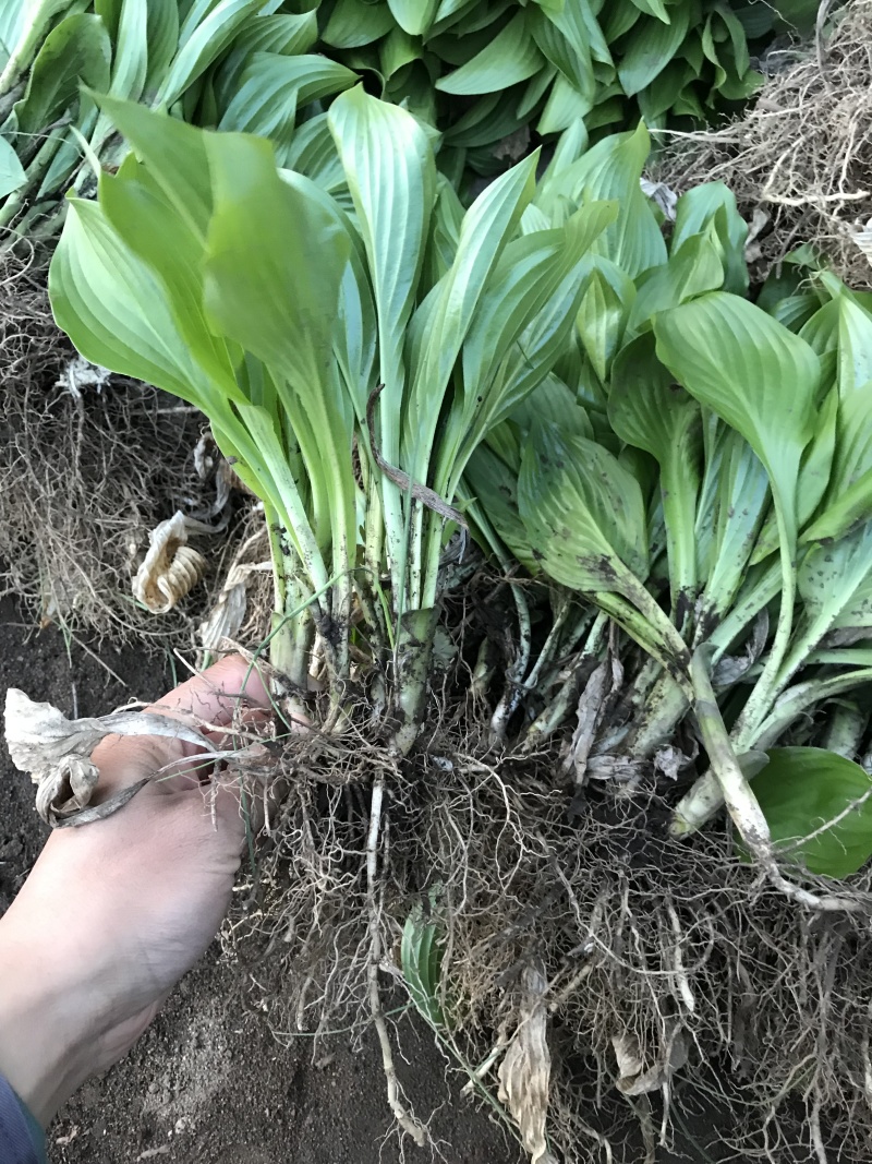 紫花玉簪容器杯苗金边银边玉簪开原玉簪小苗