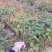 珍珠梅东北山高粱容器杯苗珍珠梅工程苗及小苗