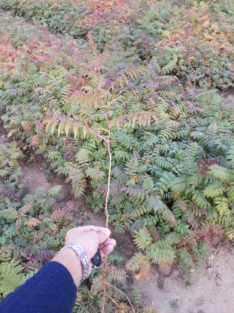 珍珠梅东北山高粱容器杯苗珍珠梅工程苗及小苗