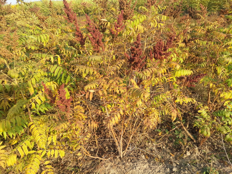 珍珠梅东北山高粱容器杯苗珍珠梅工程苗及小苗