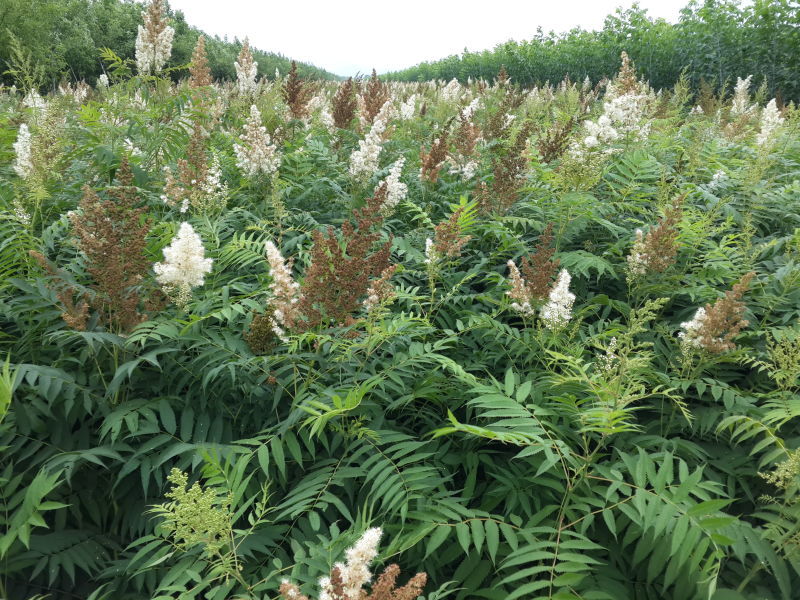 珍珠梅东北山高粱容器杯苗珍珠梅工程苗及小苗