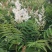 珍珠梅东北山高粱容器杯苗珍珠梅工程苗及小苗