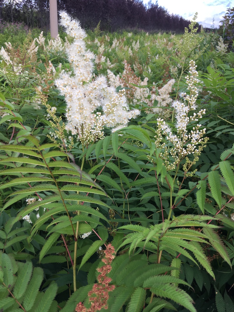珍珠梅东北山高粱容器杯苗珍珠梅工程苗及小苗