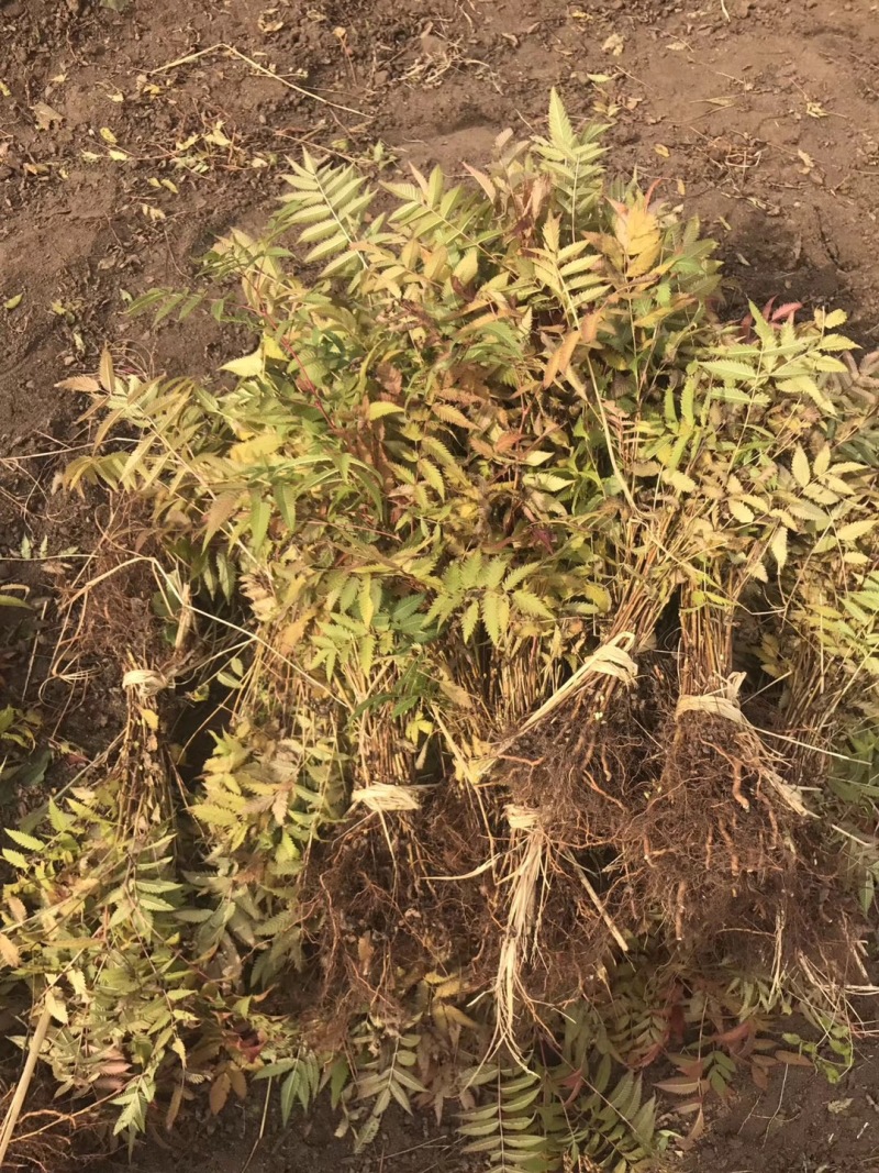 珍珠梅东北山高粱容器杯苗珍珠梅工程苗及小苗