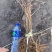 珍珠梅东北山高粱容器杯苗珍珠梅工程苗及小苗