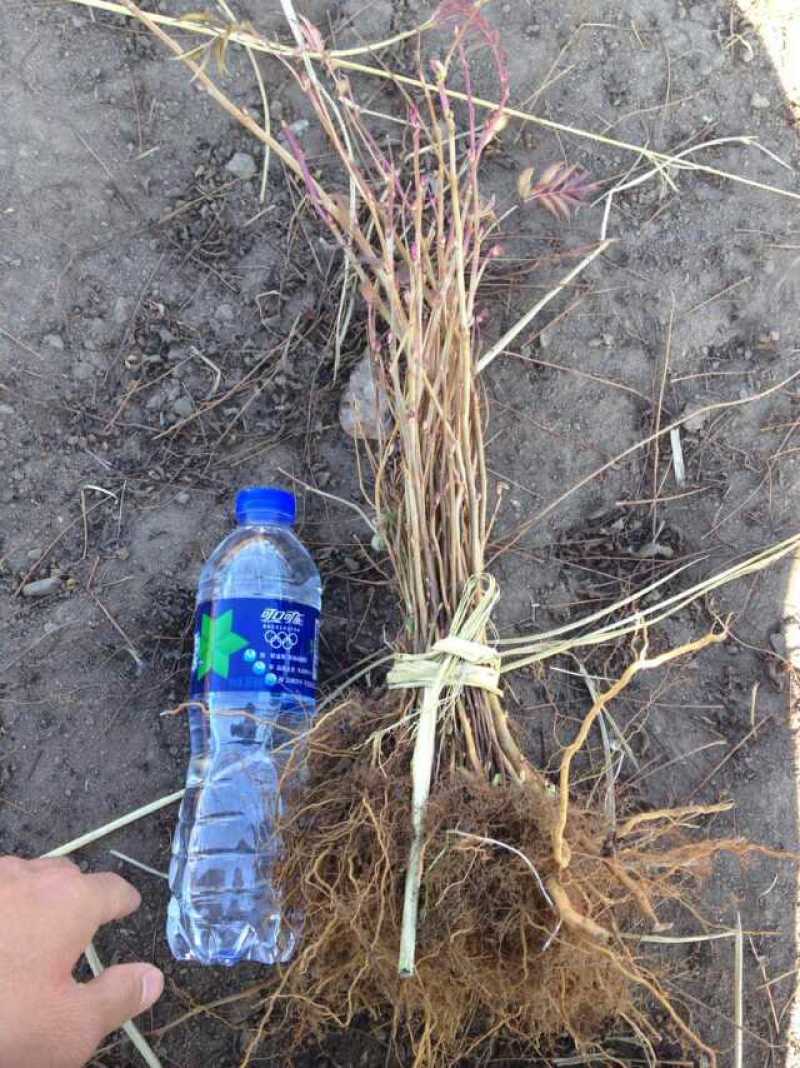 珍珠梅东北山高粱容器杯苗珍珠梅工程苗及小苗