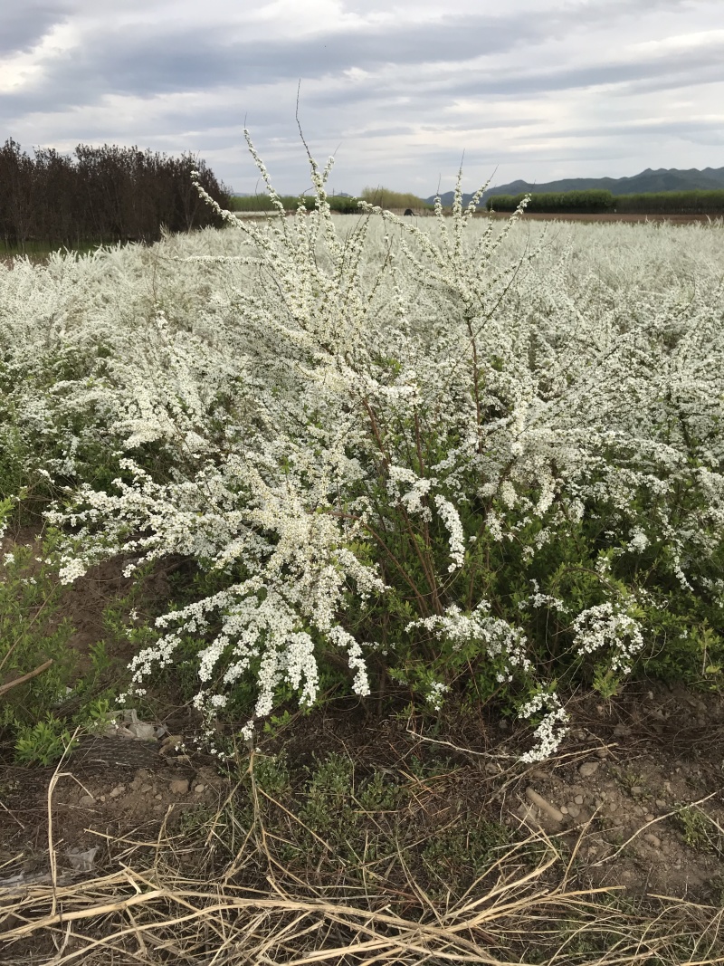 批发珍珠绣线菊雪柳工程苗及小苗干枝
