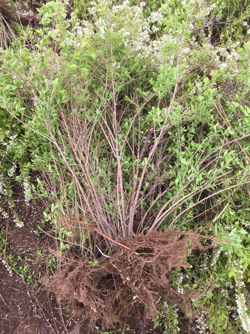 批发珍珠绣线菊雪柳工程苗及小苗干枝