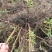 批发珍珠绣线菊雪柳工程苗及小苗干枝