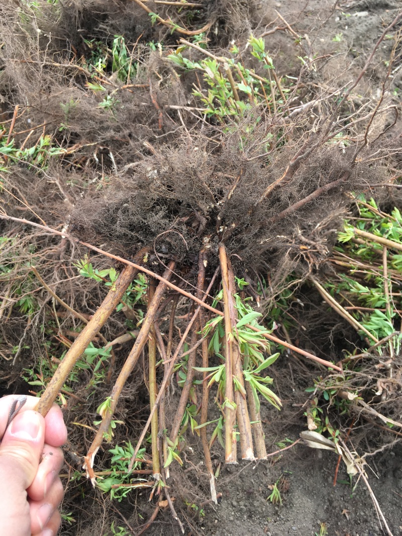 批发珍珠绣线菊雪柳工程苗及小苗干枝