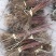 批发珍珠绣线菊雪柳工程苗及小苗干枝