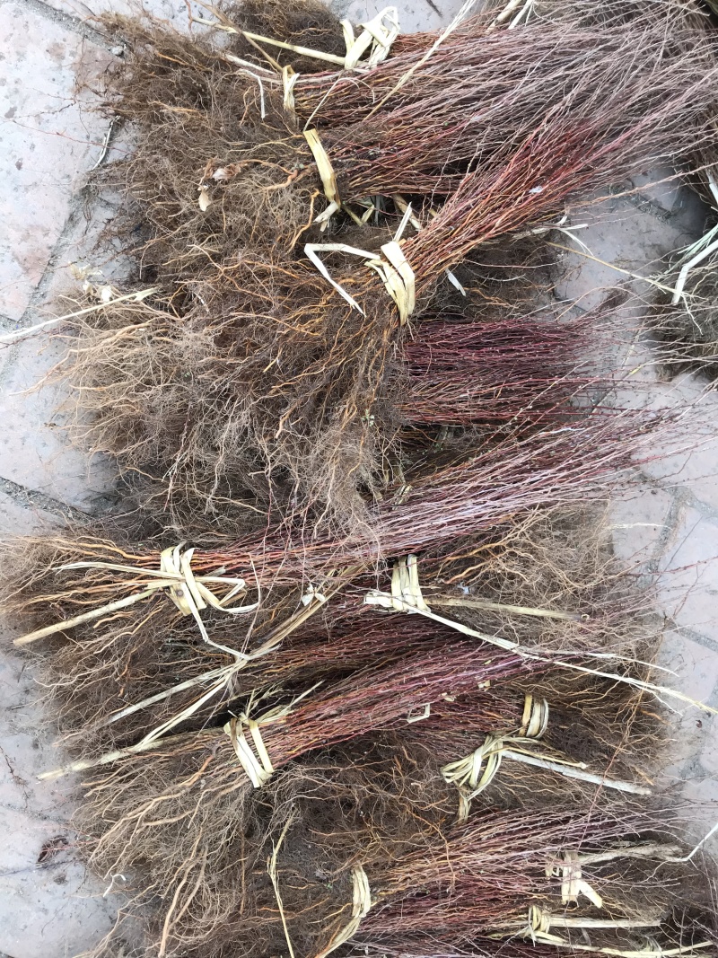 批发珍珠绣线菊雪柳工程苗及小苗干枝