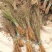 雪柳干枝容器杯苗喷雪花桩规格齐全全国发货