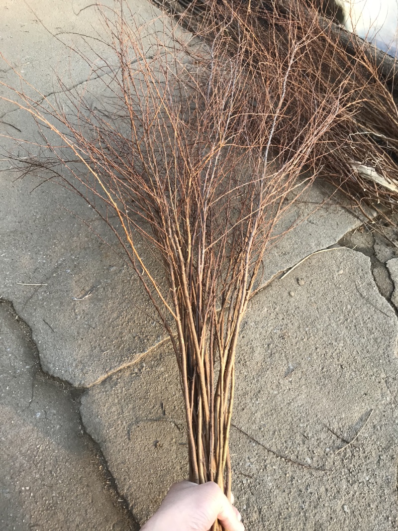 雪柳干枝容器杯苗喷雪花桩规格齐全全国发货