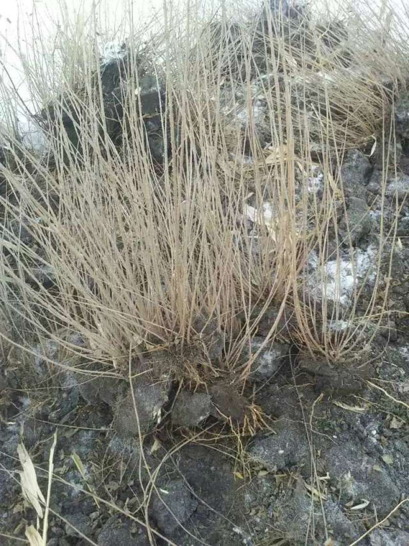 东北辽宁供应四季丁香小叶丁香工程苗及容器小苗