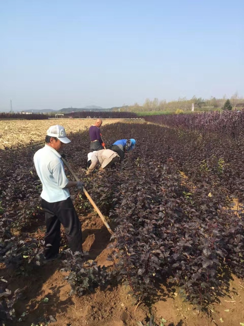 紫叶风箱果容器杯苗绿篱3-6分枝东北紫叶风箱果