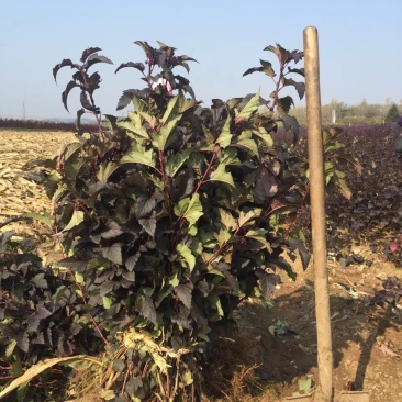 紫叶风箱果容器杯苗绿篱3-6分枝东北紫叶风箱果