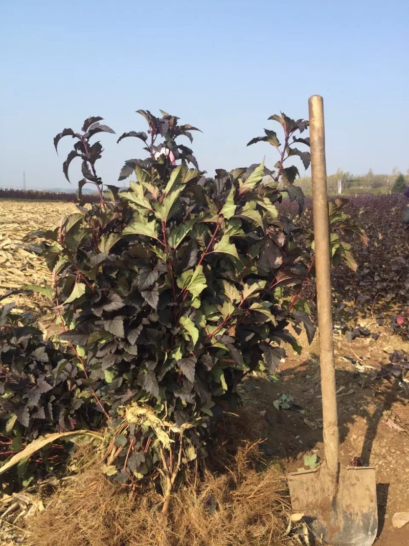 紫叶风箱果容器杯苗绿篱3-6分枝东北紫叶风箱果