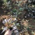 紫叶风箱果容器杯苗绿篱3-6分枝东北紫叶风箱果