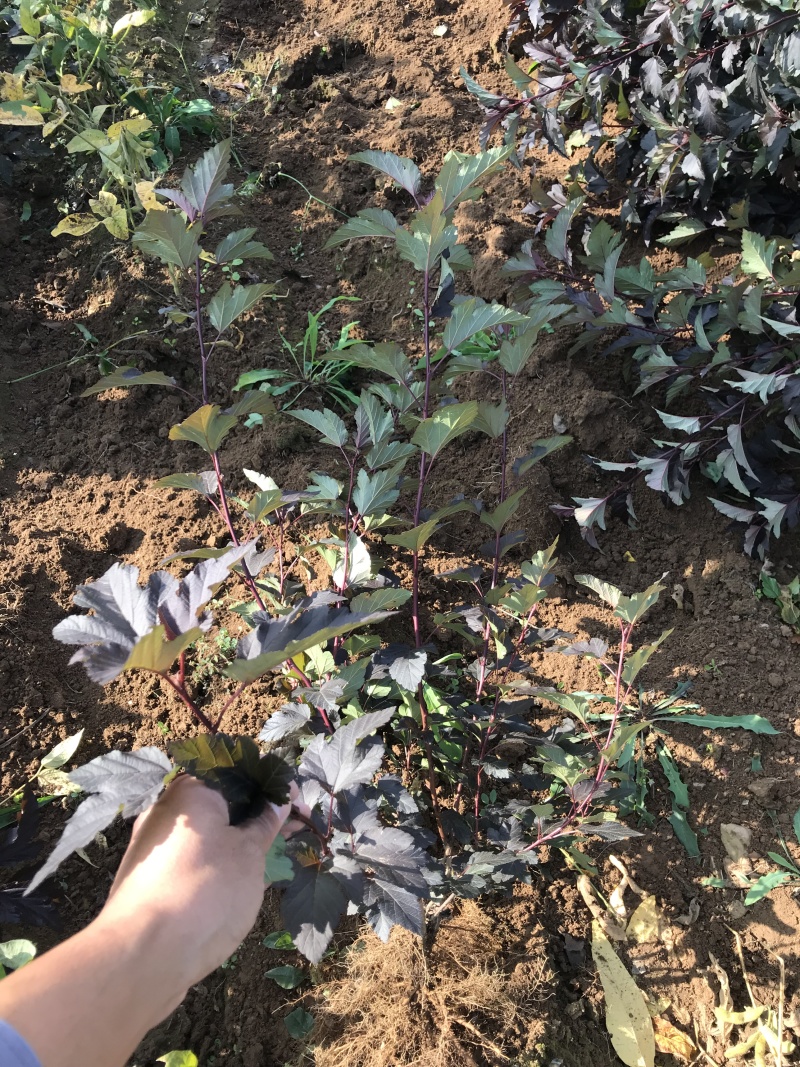 紫叶风箱果容器杯苗绿篱3-6分枝东北紫叶风箱果