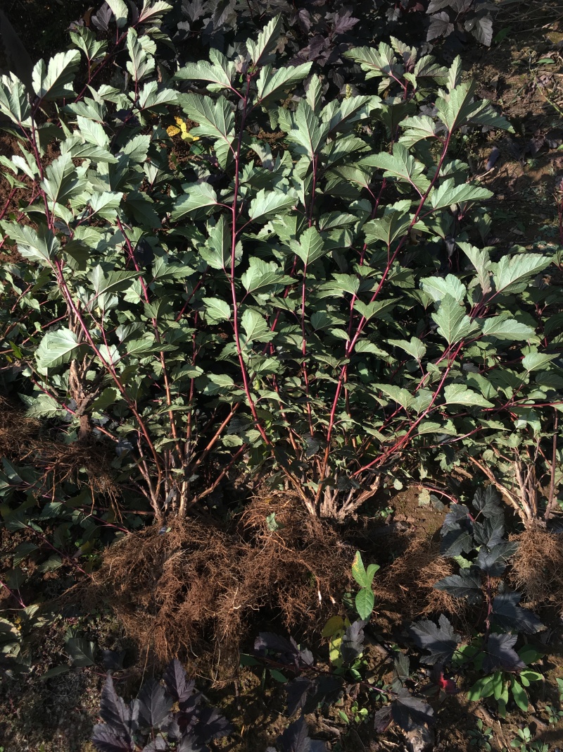 紫叶风箱果容器杯苗绿篱3-6分枝东北紫叶风箱果