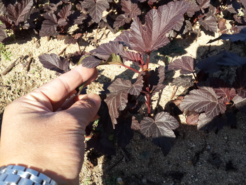紫叶风箱果容器杯苗绿篱3-6分枝东北紫叶风箱果