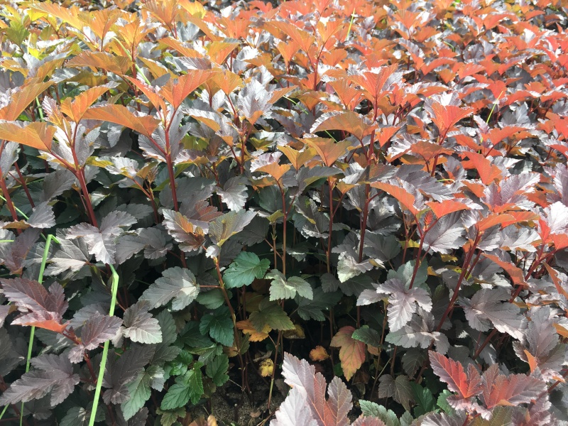 紫叶风箱果容器杯苗绿篱3-6分枝东北紫叶风箱果