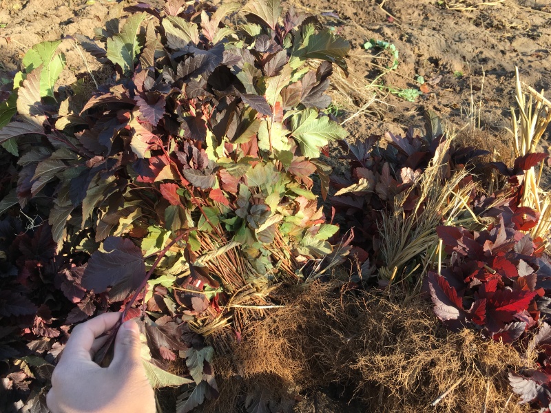 紫叶风箱果容器杯苗绿篱3-6分枝东北紫叶风箱果