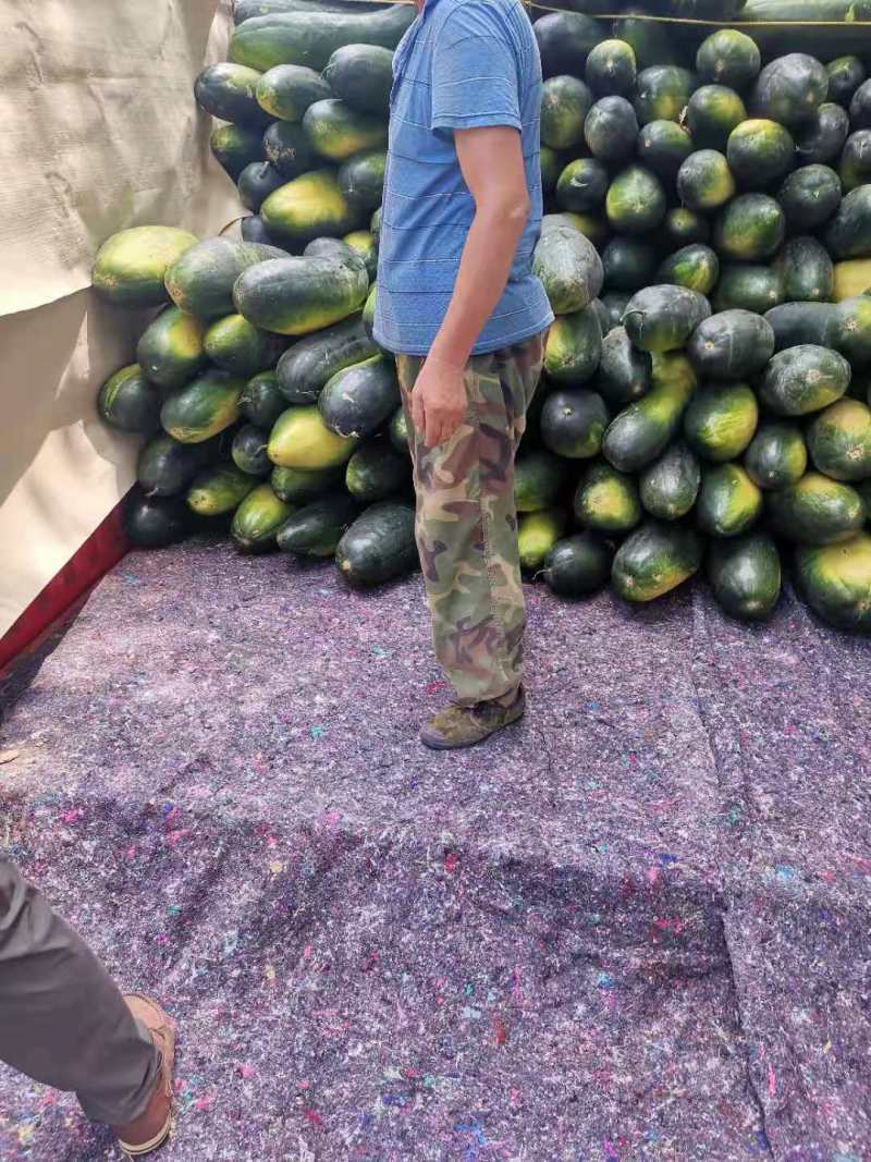 河南沁阳黑皮冬瓜大量上市中产地直销价格优惠欢迎联系