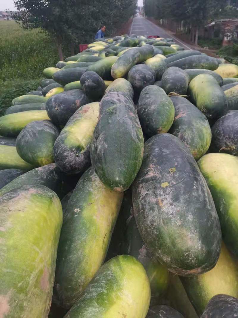 河南沁阳黑皮冬瓜大量上市中产地直销价格优惠欢迎联系